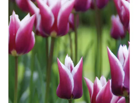 Tulipa liliflorum 'Claudia'