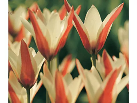 Tulipa mini 'Clusiana'