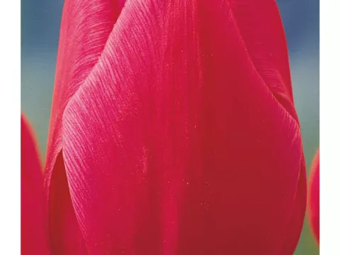 Tulipa (EV) 'Christmas Marvel'