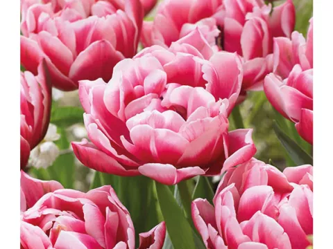 Tulipa dubbel 'Colombus'