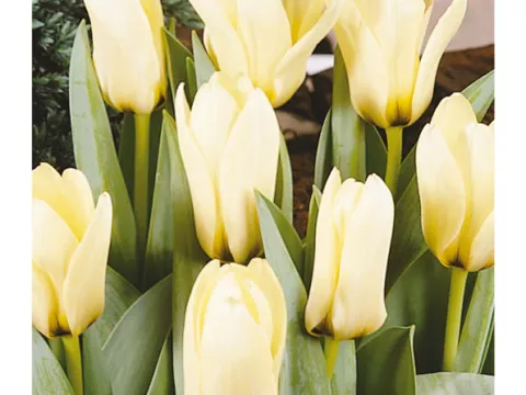 Tulipa kaufmanniana 'Concerto'