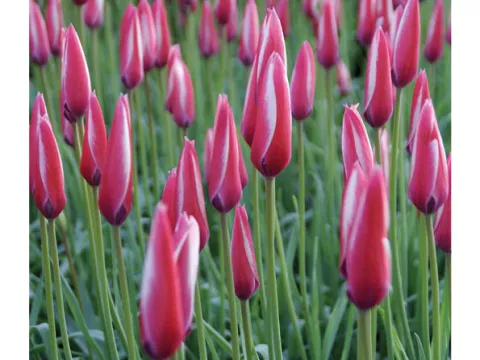 Tulipa mini 'Clusiana Peppermintstick'