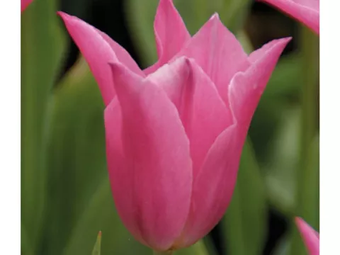 Tulipa liliflorum 'China Pink'