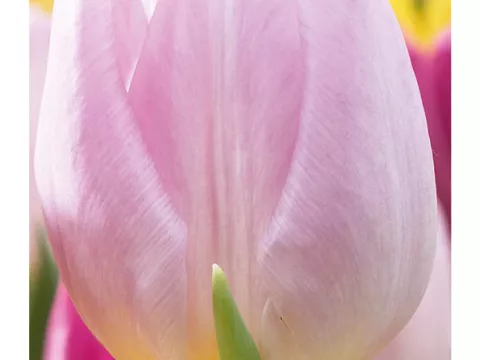 Tulipa (EV) 'Candy Prince'