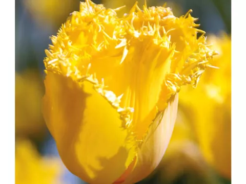 Tulipa franjer 'Crystal Star'