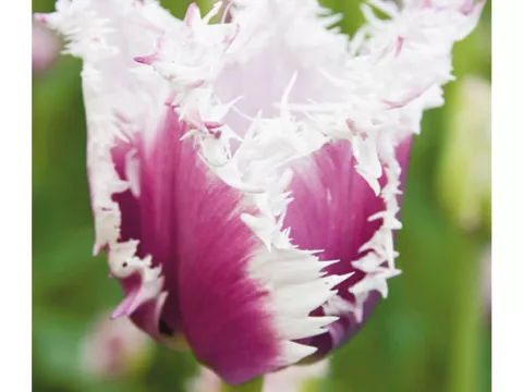 Tulipa franjer 'Cummins'