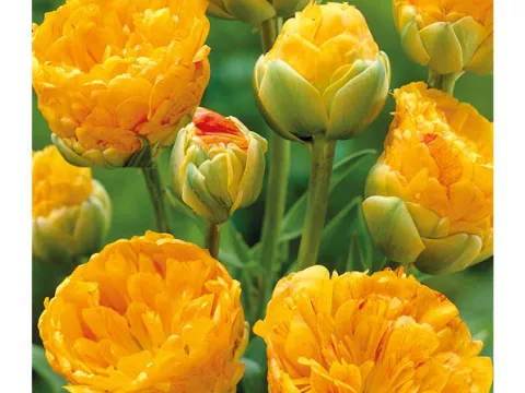 Tulipa dubbel 'Double Apeldoorn Beauty'