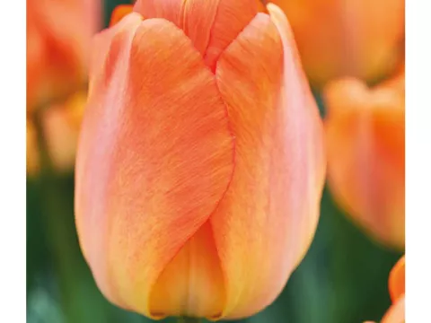 Tulipa Darwin hybr. 'Daydream'