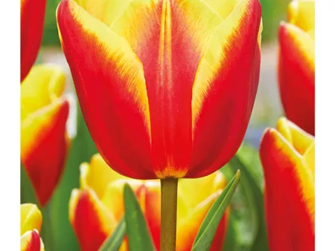 Tulipa triumph 'Denmark'