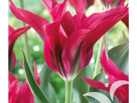 Tulipa viridiflora 'Doll's Minuet'