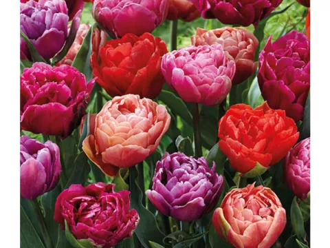 Tulipa dubbel 'Dazzling Mix'