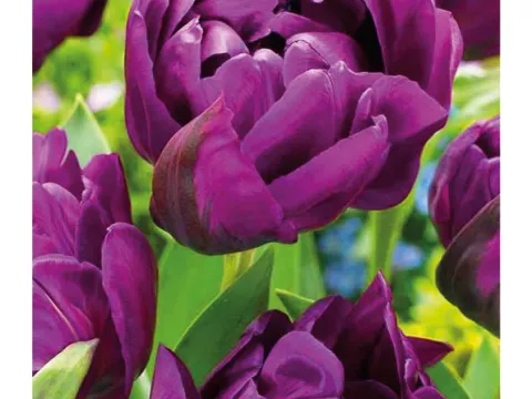 Tulipa dubbel 'Double Negrita'
