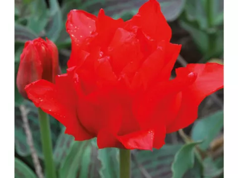 Tulipa greigii 'Dubbel Roodkapje'