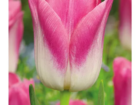 Tulipa triumph 'Dynasty'