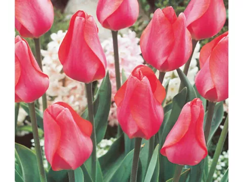 Tulipa Darwin hybr. 'Elzabeth Arden'