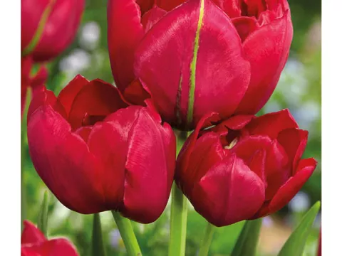 Tulipa multi 'Ecstatic'