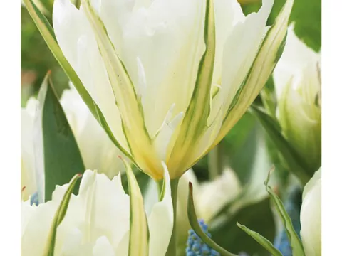 Tulipa fosteriana 'Exotic Emperor'