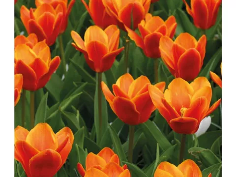 Tulipa kaufmanniana 'Early Harvest'