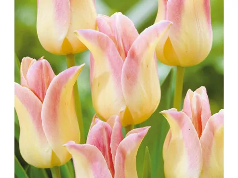 Tulipa liliflorum 'Elegant Lady'