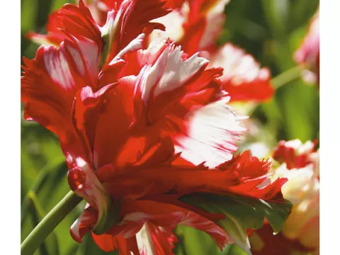 Tulipa parkiet 'Estella Rijnveld'