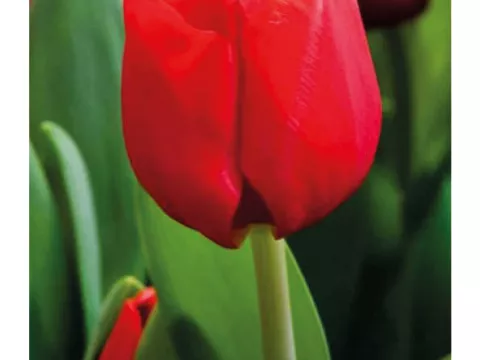 Tulipa triumph 'Escape'