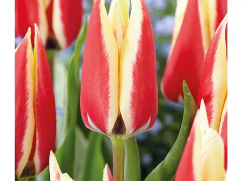 Tulipa (EV) 'Early Surprice'