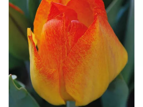 Tulipa greigii 'Easter Surprise'