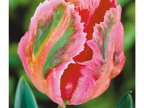 Tulipa parkiet 'Fantasy'