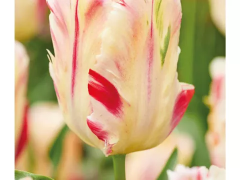 Tulipa parkiet 'Flaming Art'