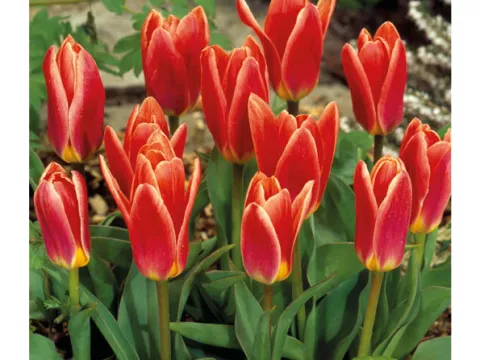 Tulipa kaufmanniana 'Fashion'