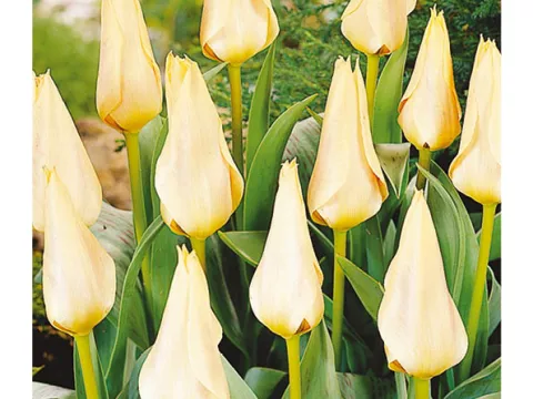 Tulipa greigii 'Für Elize'