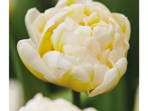 Tulipa dubbel 'Flaming Evita'