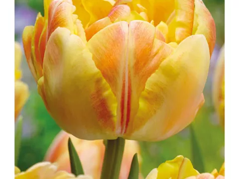 Tulipa dubbel 'Foxy Foxtrot'