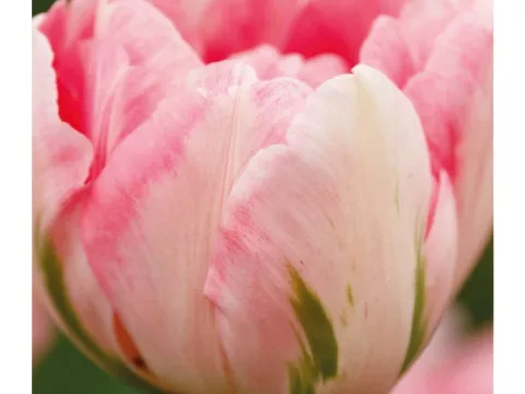 Tulipa dubbel 'Finola'