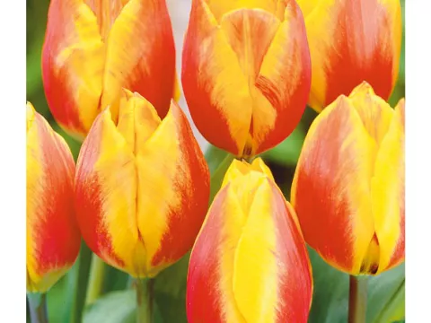 Tulipa (EV) 'Flair'