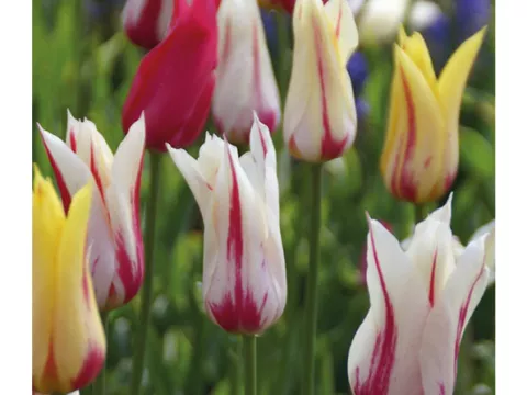 Tulipa liliflorum 'Flaming Mix'