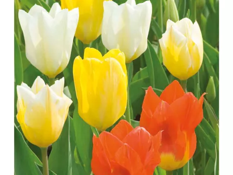 Tulipa fosteriana 'Fosty Mix Spring'