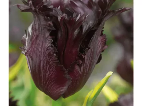 Tulipa parkiet 'Frozen Night'