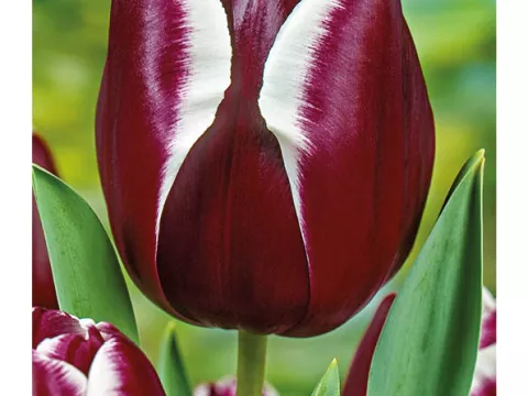 Tulipa triumph 'Fountainbleau'