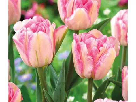 Tulipa dubbel 'Foxtrot'
