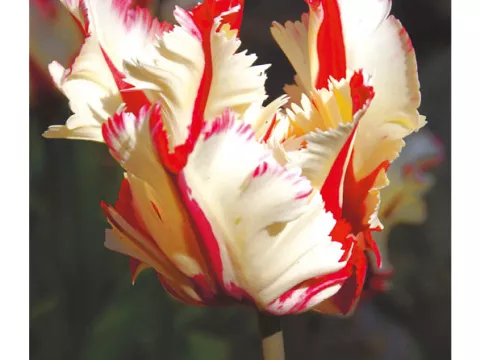 Tulipa parkiet 'Flaming Parrot'