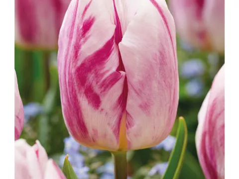 Tulipa (EV) 'Flaming Prince'