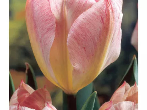 Tulipa fosteriana 'Flaming Purissima'