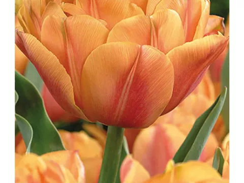 Tulipa dubbel 'Freeman'
