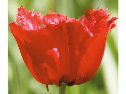 Tulipa franjer 'Red Wings'