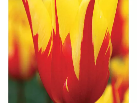 Tulipa liliflorum 'Fire Wings'
