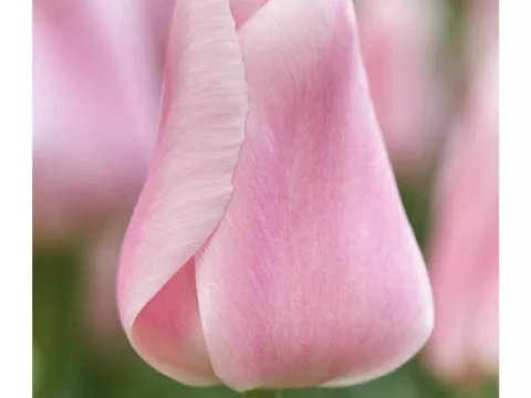 Tulipa triumph 'Gabriella'