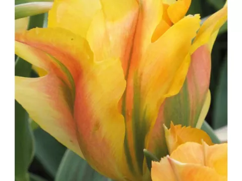 Tulipa viridiflora 'Golden Artist'