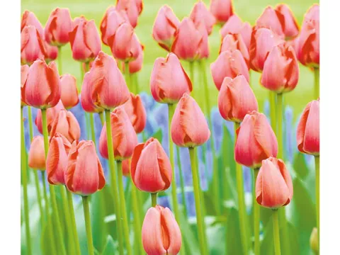 Tulipa Darwin hybr. 'Gorden Cooper'