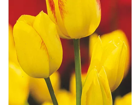 Tulipa multi 'Georgette'